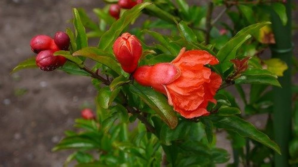 種無し石榴苗木 果樹 種無し石榴苗木 果樹 種なしザクロ苗木のおすすめ人気商品一覧